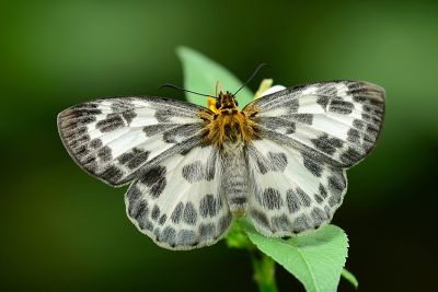 白弄蝶 Abraximorpha davidii ermasis 雌蟲