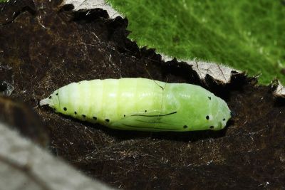 白弄蝶 Abraximorpha davidii ermasis