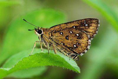 白斑弄蝶 Isoteinon lamprospilus formosanus 雄蟲