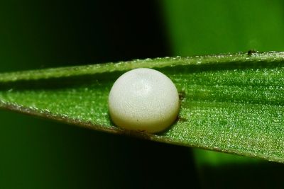 白斑弄蝶 Isoteinon lamprospilus formosanus