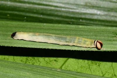 白斑弄蝶 Isoteinon lamprospilus formosanus