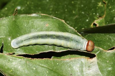 白裙弄蝶 Tagiades cohaerens