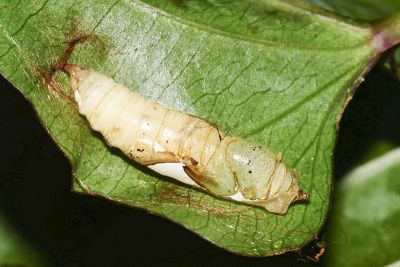 白裙弄蝶 Tagiades cohaerens
