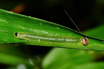 竹橙斑弄蝶 Telicota bambusae horisha