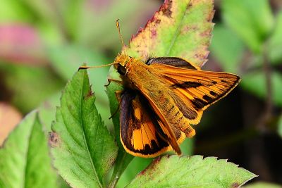 竹橙斑弄蝶 Telicota bambusae horisha