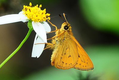 竹橙斑弄蝶 Telicota bambusae horisha