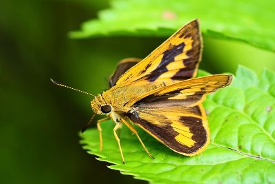 竹橙斑弄蝶 Telicota bambusae horisha