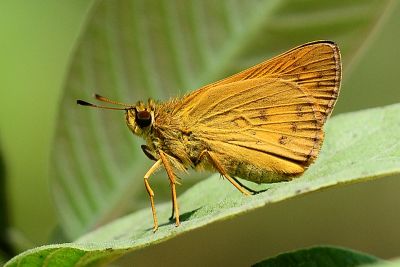 竹橙斑弄蝶 Telicota bambusae horisha