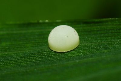 竹橙斑弄蝶 Telicota bambusae horisha