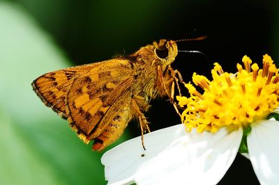 墨子黃斑弄蝶 Potanthus motzui 性別不明