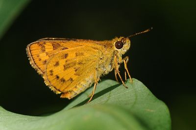 墨子黃斑弄蝶 Potanthus motzui 性別不明