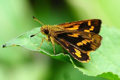 墨子黃斑弄蝶 Potanthus motzui 性別不明