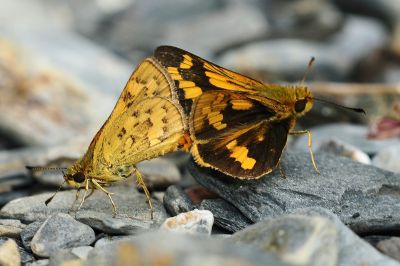 墨子黃斑弄蝶 Potanthus motzui 交尾中個體