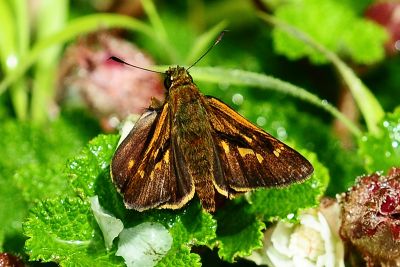臺灣赭弄蝶 Ochlodes niitakanus