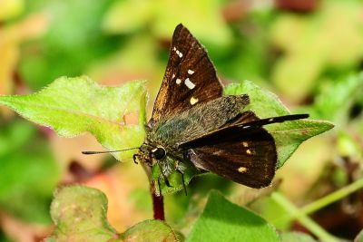 臺灣赭弄蝶 Ochlodes niitakanus