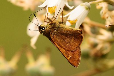 臺灣赭弄蝶 Ochlodes niitakanus