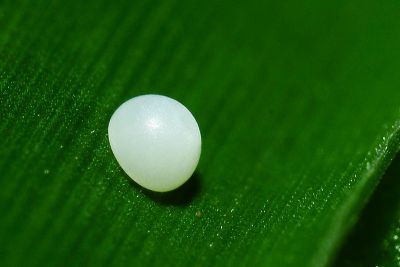 臺灣赭弄蝶 Ochlodes niitakanus