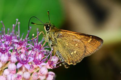 臺灣赭弄蝶 Ochlodes niitakanus