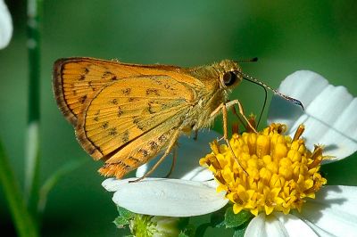黃斑弄蝶 Potanthus confucius angustatus 性別不明