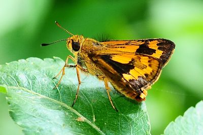 黃斑弄蝶 Potanthus confucius angustatus 性別不明