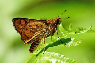 黃斑弄蝶 Potanthus confucius angustatus 性別不明