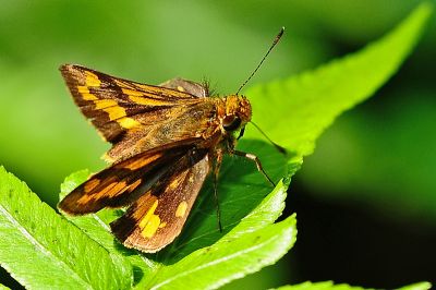黃斑弄蝶 Potanthus confucius angustatus 性別不明
