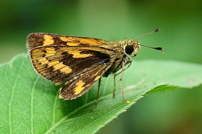 黃斑弄蝶 Potanthus confucius angustatus 性別不明