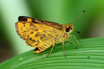 黃斑弄蝶 Potanthus confucius angustatus 性別不明