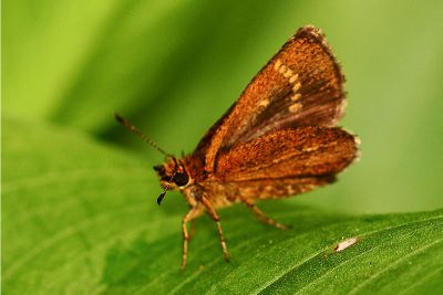 萬大弧弄蝶 Aeromachus bandaishanus 性別不明