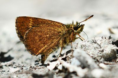 萬大弧弄蝶 Aeromachus bandaishanus 性別不明