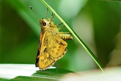 蓬萊黃斑弄蝶 Potanthus diffusus 性別不明