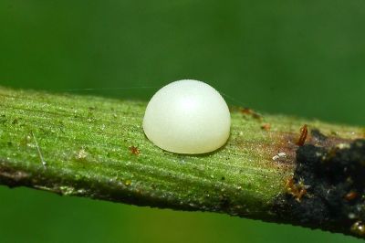 蓬萊黃斑弄蝶 Potanthus diffusus