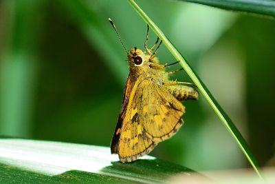 蓬萊黃斑弄蝶 Potanthus diffusus 性別不明