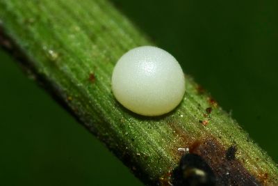 蓬萊黃斑弄蝶 Potanthus diffusus