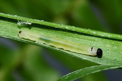 蓬萊黃斑弄蝶 Potanthus diffusus
