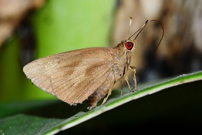 蕉弄蝶 Erionota torus
