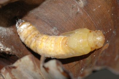 蕉弄蝶 Erionota torus
