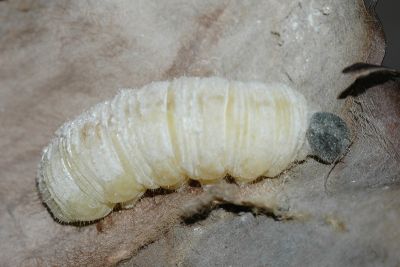 蕉弄蝶 Erionota torus