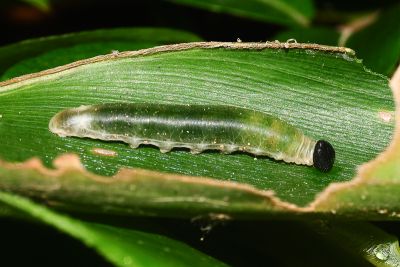 袖弄蝶 Notocrypta curvifascia