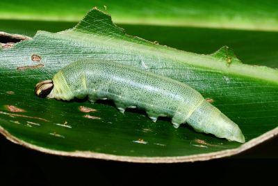 袖弄蝶 Notocrypta curvifascia