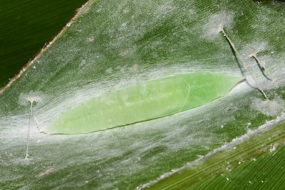 袖弄蝶 Notocrypta curvifascia