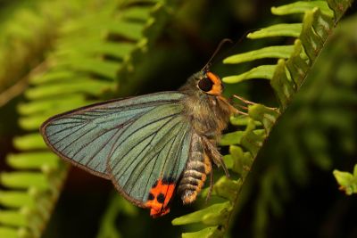 褐翅綠弄蝶 Choaspes xanthopogon chrysopterus 雄蟲