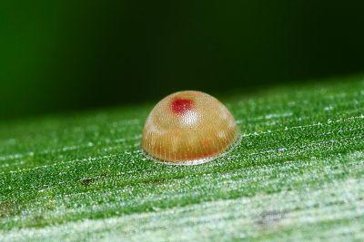 變紋黯弄蝶 Caltoris bromus yanuca