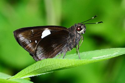 連紋袖弄蝶（菲律賓亞種） Notocrypta feisthamelii alinkara