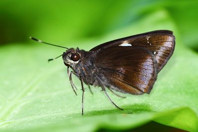 連紋袖弄蝶（菲律賓亞種） Notocrypta feisthamelii alinkara