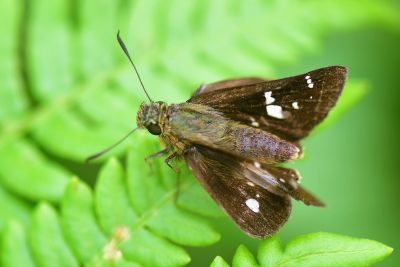 碎紋弄蝶 Zenonoida eltola tappana 雄蟲