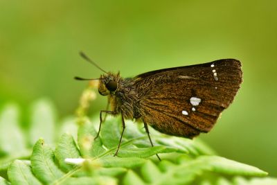 碎紋弄蝶 Zenonoida eltola tappana 雄蟲