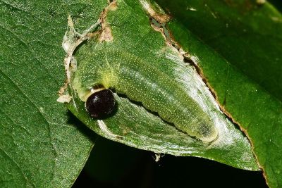 雙帶弄蝶 Lobocla bifasciata kodairai