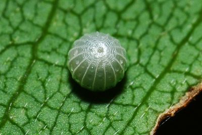 雙帶弄蝶 Lobocla bifasciata kodairai