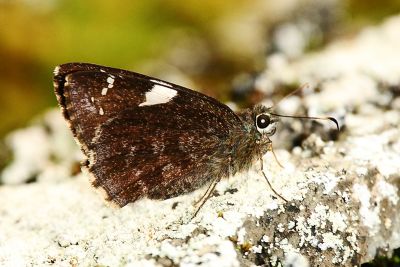 雙帶弄蝶 Lobocla bifasciata kodairai